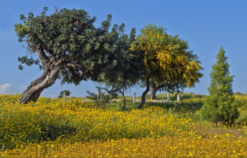 Картинка природа деревья лужайка трава цветы