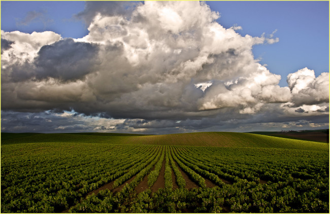 Обои картинки фото природа, поля, горизонт, облака, посевы, поле