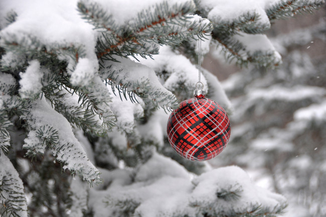 Обои картинки фото праздничные, шарики, инрушка, шарик, ветка, снег, зима