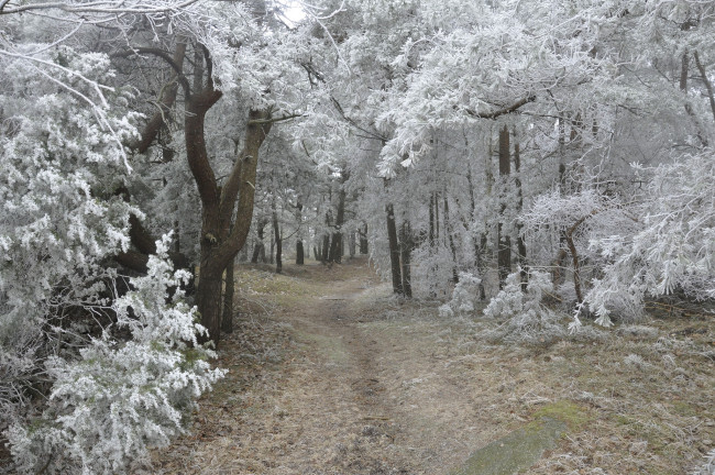 Обои картинки фото природа, зима, дорога, иней, лес