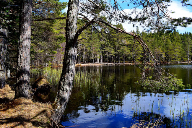 Обои картинки фото lapland finland, природа, реки, озера, озеро, lapland, finland, лес