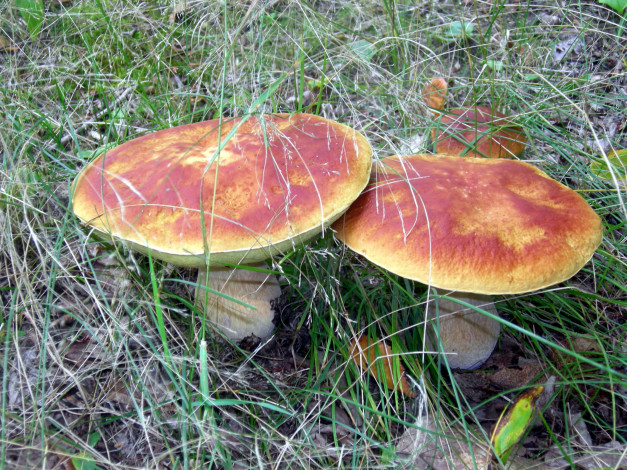 Обои картинки фото природа, грибы, парочка, боровики