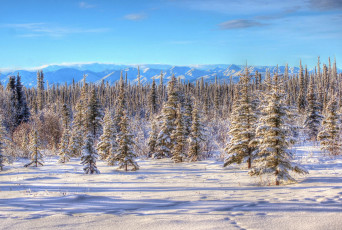 Картинка природа зима горы елки снег