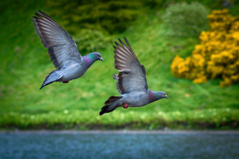Картинка животные голуби озеро трава полет