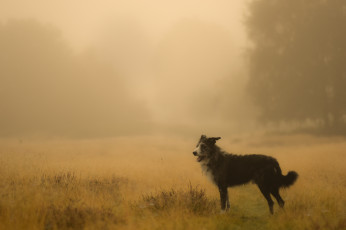 Картинка животные собаки собака поле туман