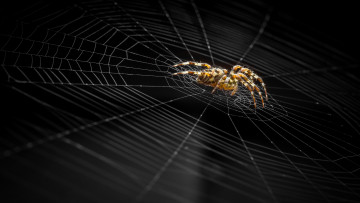 Картинка животные пауки паук паутина фон