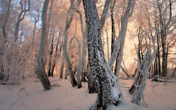 Картинка природа лес деревья снег