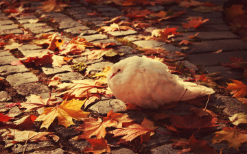 Картинка животные голуби листья белый голубь осень