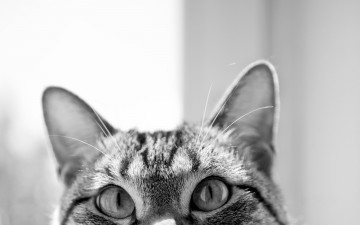 Картинка животные коты уши глаза кошка кот