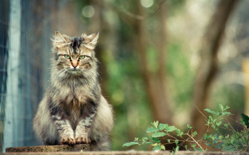 Картинка животные коты ветка сад кот