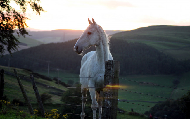 Обои картинки фото животные, лошади, лошадь, закат, горы, ограда, белая