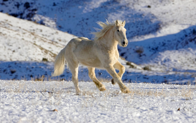 Обои картинки фото животные, лошади, склоны, поле, галоп, зима, снег, белый, конь, лошадь