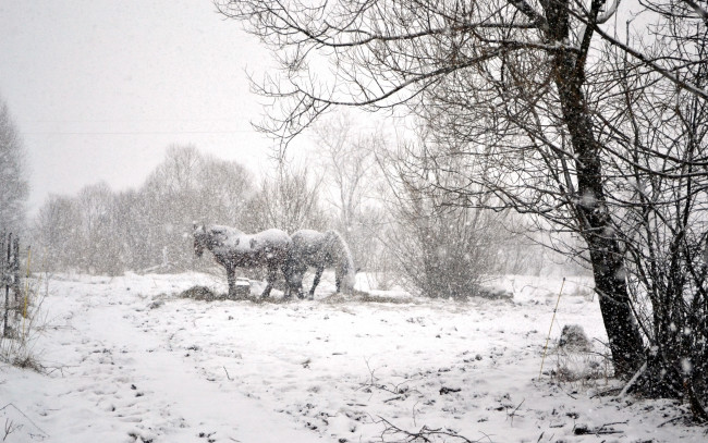 Обои картинки фото животные, лошади, снегопад, снег, зима, кусты, деревья