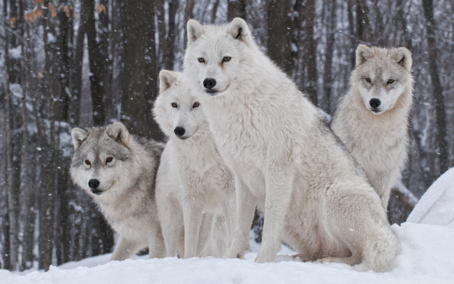 Обои картинки фото животные, волки,  койоты,  шакалы, зима, снег, лес, стая, белые
