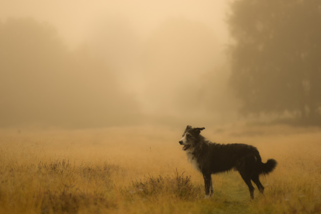 Обои картинки фото животные, собаки, собака, поле, туман