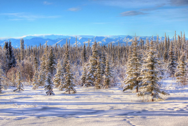 Обои картинки фото природа, зима, горы, елки, снег