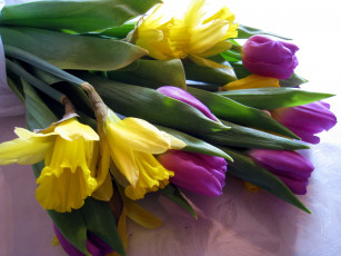 Картинка цветы разные+вместе бутоны нарциссы тюльпаны