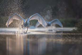 Картинка животные лебеди разбег лебедь брызги вода крылья птица