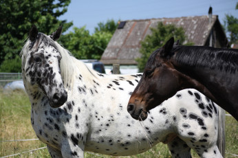 Картинка животные лошади кони пара бурый чубарый профиль морда окрас пятна масть