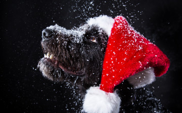 Картинка животные собаки символ 2018 снег