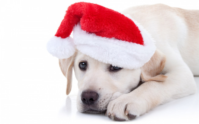 Обои картинки фото животные, собаки, xmas, новый, год, символ, 2018, merry, christmas, decoration, собака, рождество, funny, cute, santa, hat, лабрадор, dog