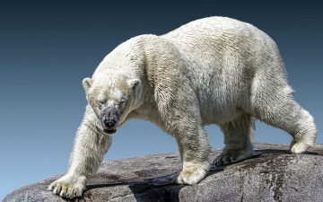 обоя белый полярный медведь, животные, медведи, белый, полярный, медведь, хищники, медвежьи, млекопитающие, снег, мороз, льды, шерсть, когти, пасть, клыки