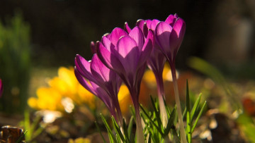 Картинка цветы крокусы фиолетовые желтые