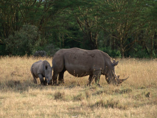 Картинка животные носороги
