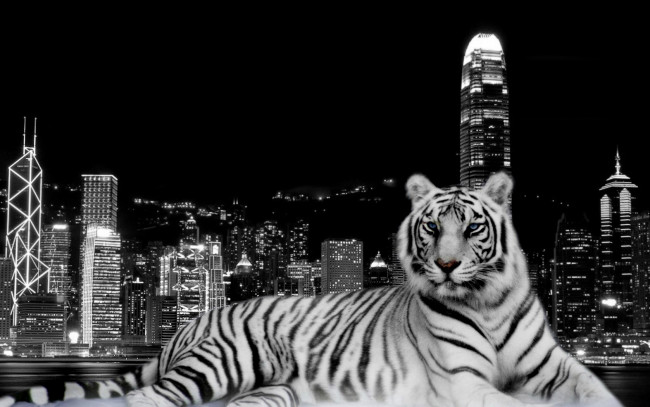 Обои картинки фото фэнтези, существа, черно-белое, огни, тигр, ночь, дома, здания, город