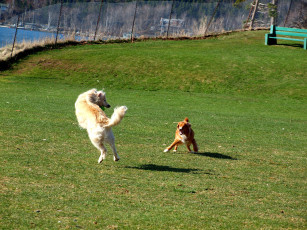 Картинка животные собаки игра пес
