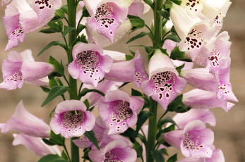 Картинка цветы дигиталис наперстянка много бледно-розовый