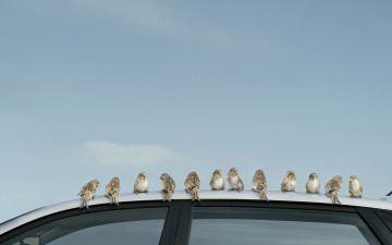 Картинка животные воробьи воробей стая крыша автомобиль