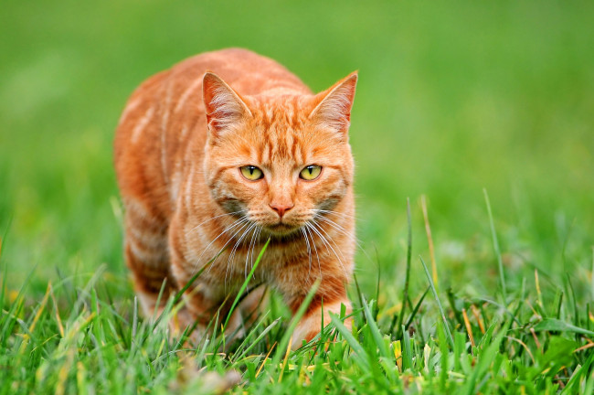Обои картинки фото животные, коты, рыжий, трава, охота