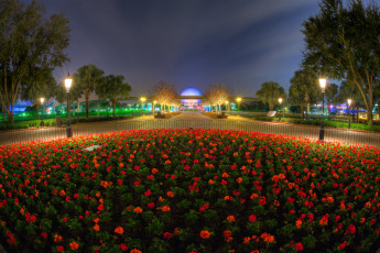 Картинка города диснейленд флорида клумба цветы парк ночь