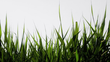 Картинка природа макро трава зеленая