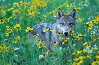 обоя животные, волки,  койоты,  шакалы, хищник, серый, волк, желтые, цветы, дикий, луг, взгляд