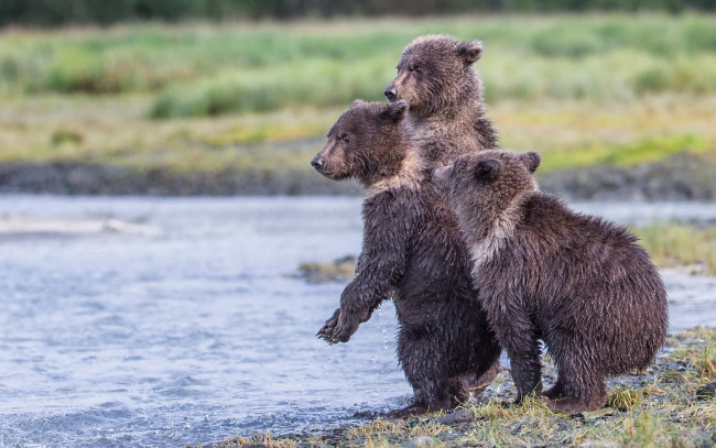 Обои картинки фото животные, медведи, три, медвежонка, katmai, national, park, заповедник, аляска