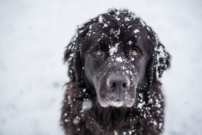Обои картинки фото пес на улице, животные, собаки, черная, шерсть, снег, песик, пес, на, улице