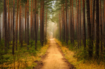 Картинка природа лес тропа сосна бор
