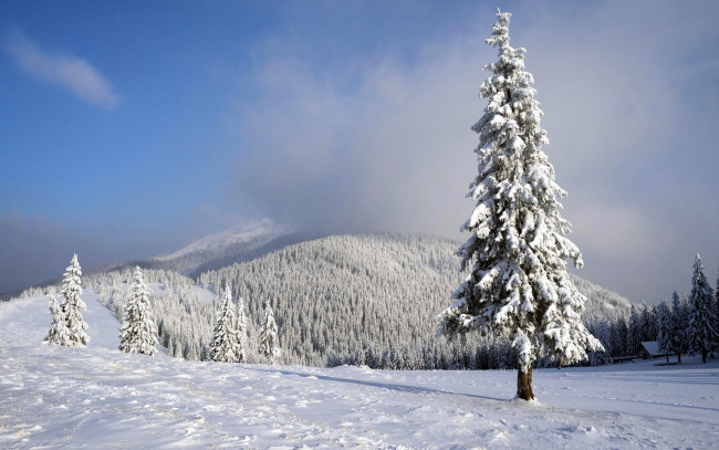 Обои картинки фото природа, зима, лес, снег, елки