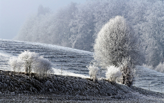 Обои картинки фото природа, зима, снег, холм, иней, деревья