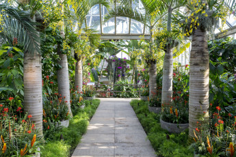 Картинка природа парк пальмы сад ботанический