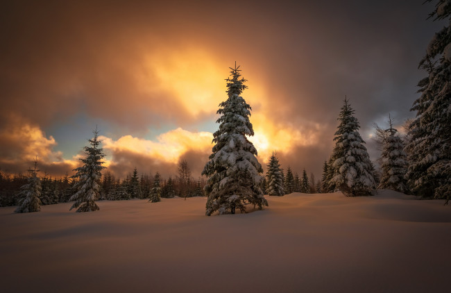 Обои картинки фото природа, зима, закат, снег, лес
