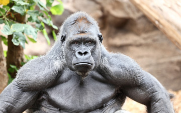 Картинка горилла животные обезьяны обезьяна чёрный примат поза взгляд шерсть
