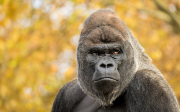 Картинка gorilla животные обезьяны шерсть взгляд поза примат чёрный обезьяна горилла