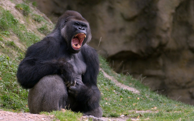 Обои картинки фото горилла, животные, обезьяны, обезьяна, чёрный, примат, поза, взгляд, шерсть