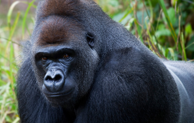 Обои картинки фото gorilla, животные, обезьяны, поза, примат, чёрный, обезьяна, горилла, шерсть, взгляд