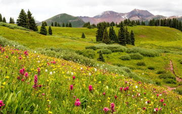 Картинка природа луга горы луг цветы лето