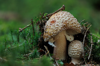 Картинка природа грибы +мухомор