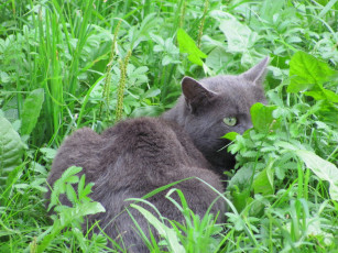 Картинка животные коты глаз трава кот